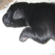 Illustration for article titled Fair warning - there will be cuteness